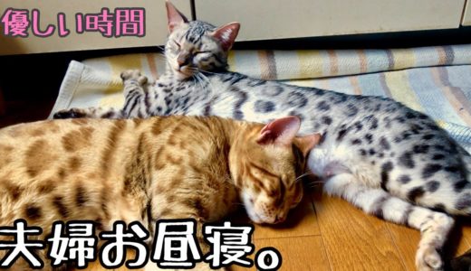 猫夫婦のお昼寝を覗き見〜猫の日常〜【ねこつる】