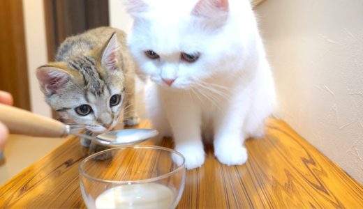 ミルクを初めて飲む子猫と一年ぶりに飲むモフ猫の反応は…！？