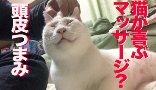 猫が喜ぶ新マッサージ、発見される A few kinds of massage for a cat