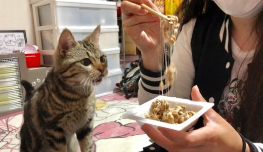 どうしても納豆が食べたい猫 VS 朝忙しくてイライラする妹