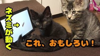 【ちっちこっち】ネコが大好きな動画を観せてみた！