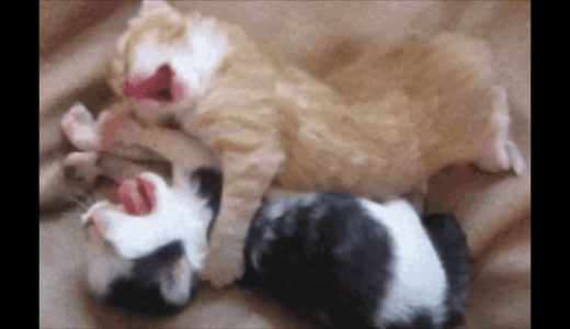 【面白GIF】癒し＆おもしろ,ねこネコGIF動画#2【CUTE CAT】