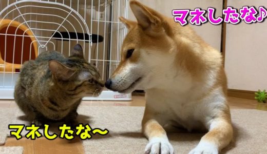 猫が柴犬の柴ふで癒され中突然のクシャミ地震発生！驚きすぎてまたカプリ♡Cat Riri loves Shiba Inu's back