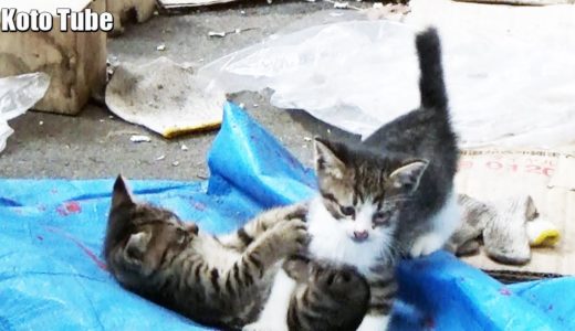 子猫！発見！カギ穴を覗くと、野良猫の子ネコ3匹が倉庫の中で遊んでいた！