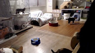 2019/9/17 夜の保護猫ハウス　Saved Cats’ House “Shinshu-Nekobiyori” at night