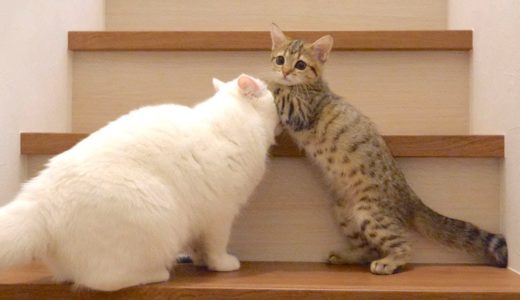子猫とモフ猫の初めての階段さんぽ！