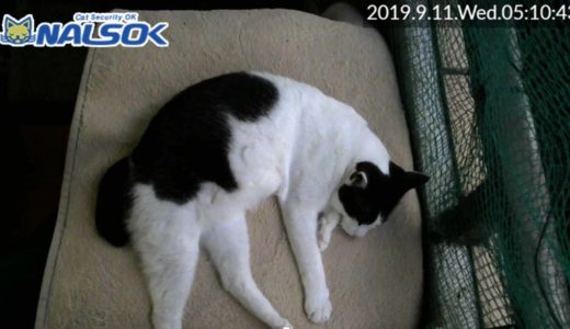 [CAT LIVE・定点] 自宅警備ねこNALSOK ベランダ猫ライブカメラ [20190911-05]
