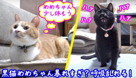 ＜2匹の猫通信＞「ほっこりライブ」黒猫めめちゃん暴れすぎて呼吸乱れる！「ハァ、ハァ」口呼吸！2019 09 20　- Cat Live Stream in Japan - Cat Life TV