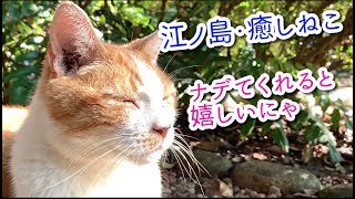 【えのねこ】江ノ島の人懐っこい癒し猫。