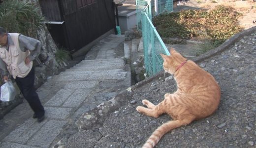 Daily Cat-Passerby(Daiouzaki)/毎日ねこ-通行人(大王崎)