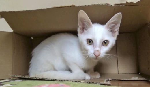 【保護猫】お気に入りの段ボールを選ぶ子猫 ＆ 今日のおちびーずプロレス　My favorite cardboard box.