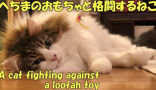 へちまのおもちゃと格闘するねこ　A cat fighting against a loofah toy.
