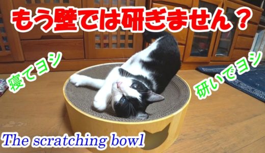 【猫】バリバリボウルを買ってみた。　他のネコ動画さんで見かけていて気になっていたバリバリボウルを買ってみました。　The scratching bowl