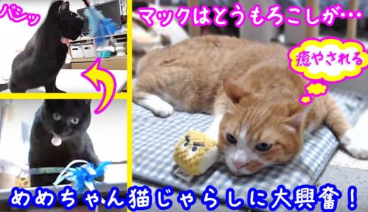 ＜2匹の猫通信＞ハッチとマックの「ほっこりライブ」黒猫めめちゃん猫じゃらしに大興奮！マックは？ 2019 08 31　- Cat Live Stream in Japan - Cat Life TV