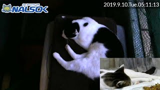 [CAT LIVE配信終了分] 自宅警備ねこNALSOK ベランダ猫ライブカメラ [20190910-02]