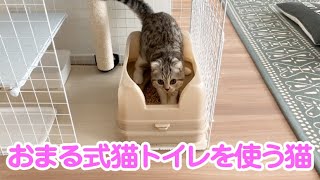 おまる式猫トイレ「キャットワレ」を使う猫［ぐう66］Cat using a potty toilet.