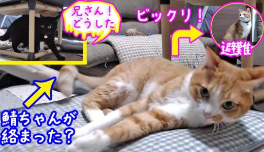 「＜2匹の猫通信＞ハッチとマックの「ほっこりライブ」突然ビックリ驚くマック！〜兄さんどうした！2019 09 10　- Cat Live Stream in Japan - Cat Life TV