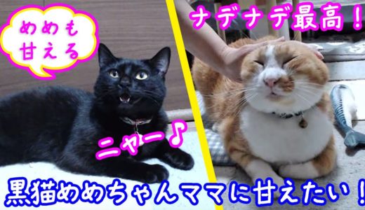 ＜2匹の猫通信＞ハッチとマックの「ほっこりライブ」黒猫めめちゃん甘えた鳴き声で訴える「ニャー♪」2019 09 11　- Cat Live Stream in Japan - Cat Life TV
