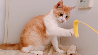猫とお風呂でセクシーに遊びます