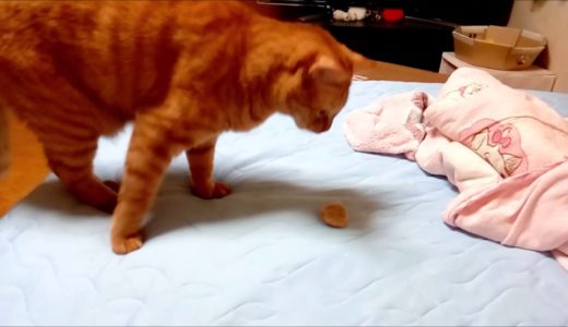 小さい毛玉遊び　猫動画