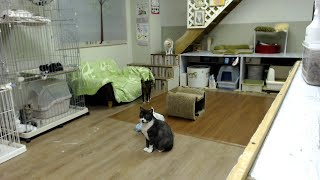 2019/9/21 夜の保護猫ハウス　Saved Cats’ House “Shinshu-Nekobiyori” at night