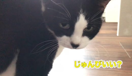 【じゃんけんタイムあり】猫のふんばる姿を盗撮…毎日の小さな冒険