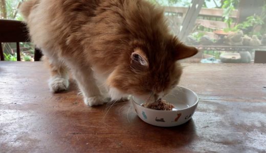 ご飯を食べに来た猫　20190915