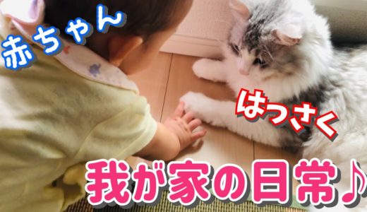【短編】我が家の猫と赤ちゃんの日常