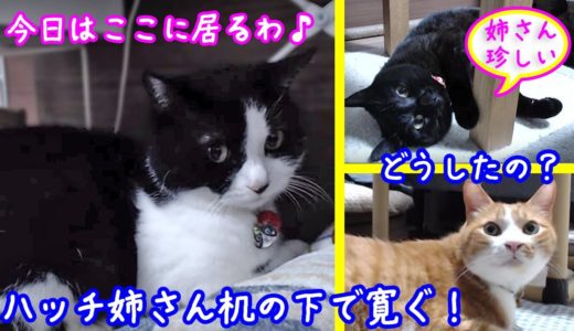 ＜2匹の猫通信＞ハッチとマックの「ほっこりライブ」！マックと黒猫めめちゃんも驚き！ハッチ姉さん机の下で寛ぐ！2019 09 21　- Cat Live in Japan – Cat Life TV