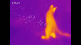 ネコの温度 (簡易サーモグラフィー)