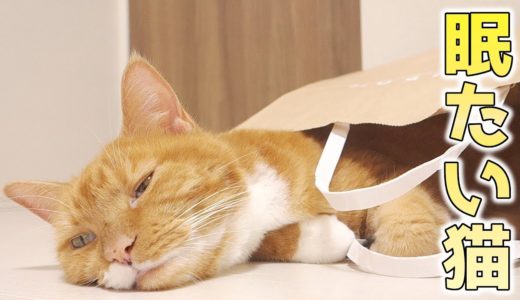 猫が気に入った甘い匂いのする紙袋。中で寛いでいるうちに眠くなる【猫 かわいい】