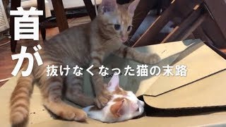 【恐怖】猫のニャま首地獄！
