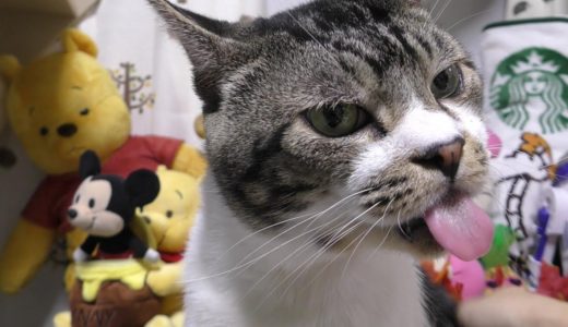 エアペロペロが激しい猫リキちゃん☆リキちゃんの止まらない舌を触ってみる・・・【リキちゃんねる　猫動画】Cat video　キジトラ猫との暮らし