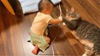 赤ちゃんからハイタッチを求められる猫 ノルウェージャンフォレストキャットCats demanding high five from babies.