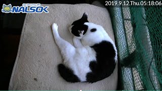 [CAT LIVE配信終了分] 自宅警備ねこNALSOK ベランダ猫ライブカメラ [20190912-04]