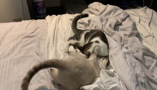 Cat fight on bed 猫プロレス