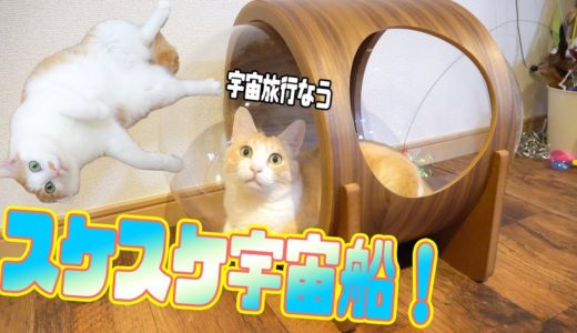 宇宙船型の猫ハウスがスケスケでオシャレで可愛くてスケスケ！