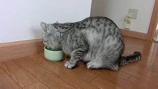 大人ネコの水飲み中に子ネコの不意打ちアタック！