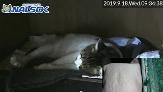 [CAT LIVE配信終了分] 自宅警備ねこNALSOK ベランダ猫ライブカメラ [20190918-01]