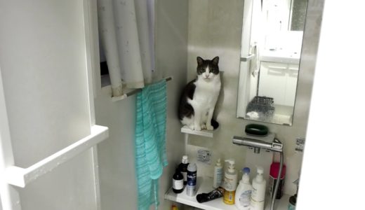 #169 フィットするネコ - Cat fitting in with anywhere -
