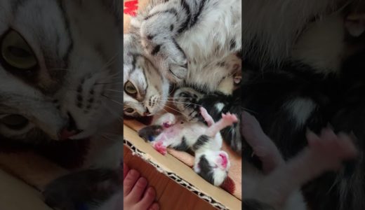 生後１日目　猫の赤ちゃん（スマホ撮影）　【ねこ cat】