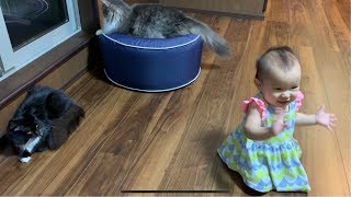 赤ちゃんを大爆笑させる猫 ノルウェージャンフォレストキャット Cat that makes baby laugh