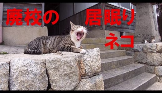 「猫」廃校の居眠りネコ　香川県佐柳島のネコ