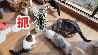 【李喜貓】1只飞虫误入12只猫家惨遭群殴，虫子瑟瑟发抖：能不能给个痛快！