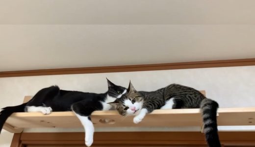 親子ゲンカもかわいい猫に癒される  Mommy cat and baby cat are SO CUTE - even when they're FIGHTING.