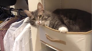 クローゼットに忍び込み飼い主の思い通りにならない猫 ノルウェージャンフォレストキャットSneak into the closet.Norwegian Forest Cat.
