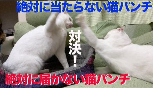 【ほこ×たて】絶対に当たらない猫パンチVS絶対に届かない猫パンチ　The funny cat boxing