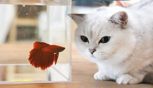 【花花与三猫】主人洗鱼缸把鱼捞出来，被5只公猫团团围住，先喝汤还是先吃鱼？