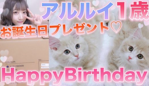 アルルイ1歳の誕生日!!!初ケーキにプレゼントに大興奮ww【兄弟猫】