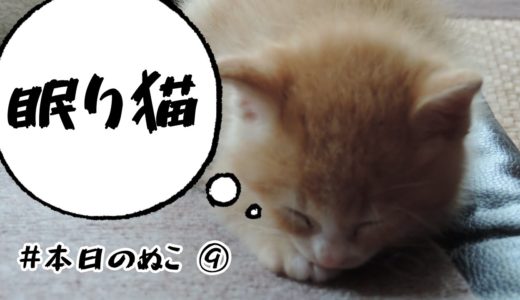 本日のぬこ ⑨ 『眠り猫』
